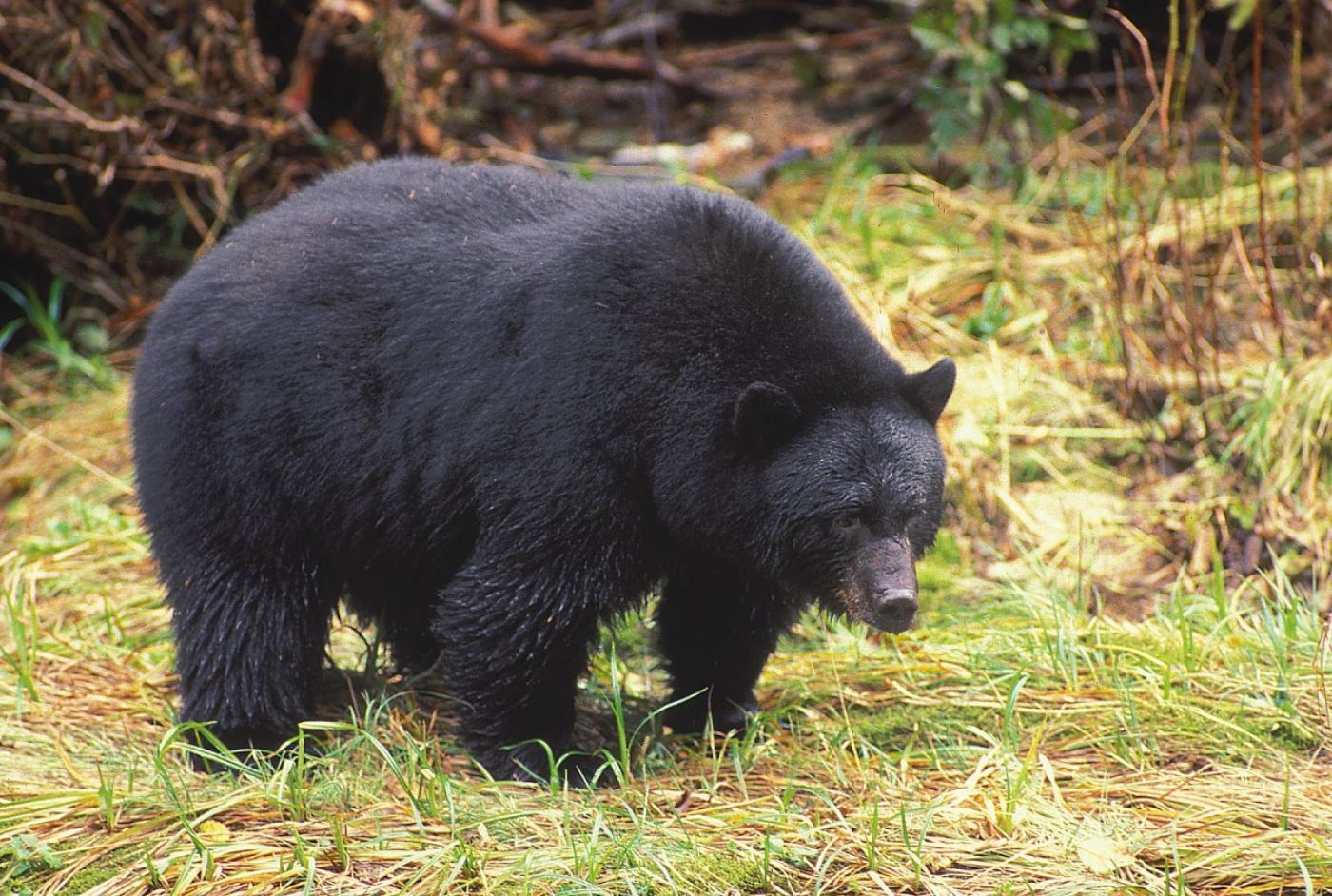 Bluewater Adventures - Haida Gwaii/ Queen Charlotte Islands