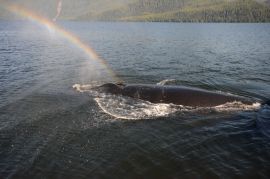 Rainbow and a Humpback whale