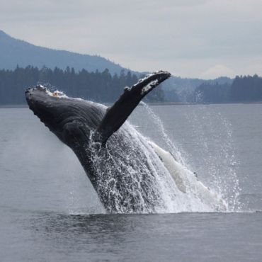 breaching humpback whale