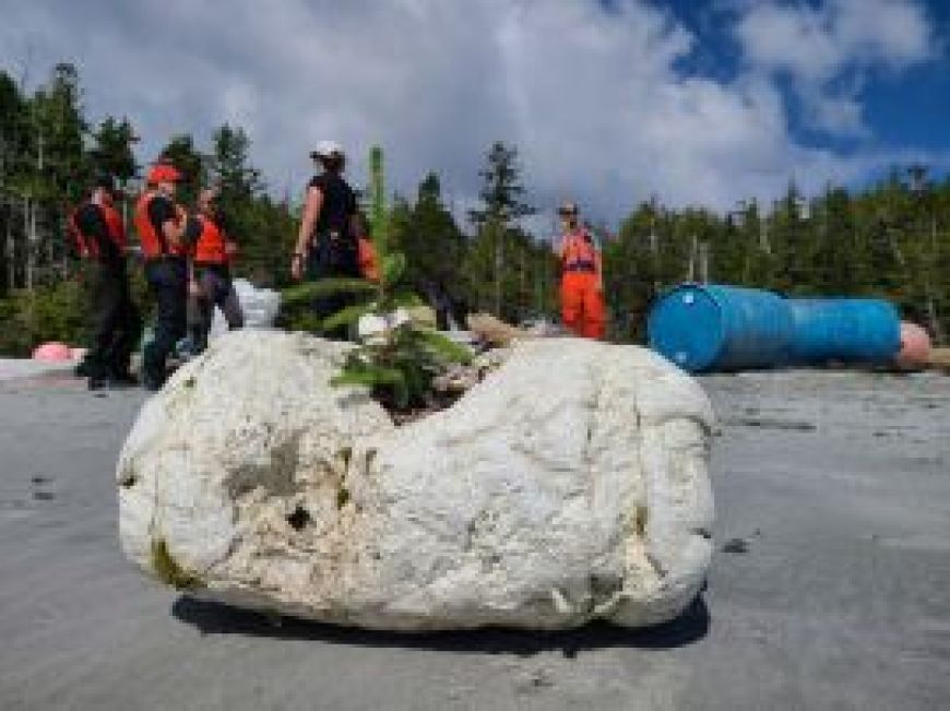 Marine Debris Removal Initiative_Fir tree in styrofoam
