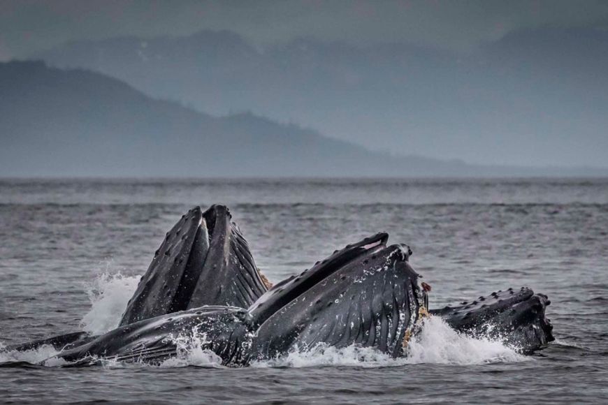 Bubble-net feeding humpback whales in Southeast Alaska