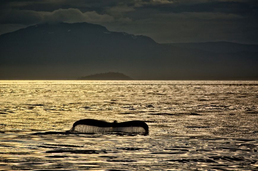Moonlit Humpback Whale Tale
