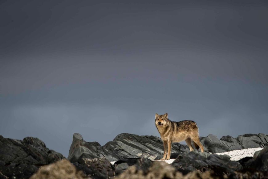 A lone coastal wolf in Southeast Alaska
