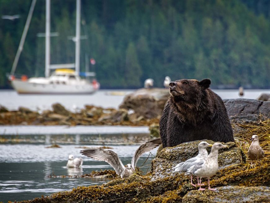 Large Grizzly on the tide line with Island Odyssey in Background