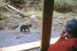 Bear Viewing Stand