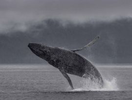 humpback whlae breach