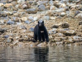 A blck bear on the beacj at low tide