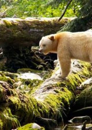 The Great Bear Rainforest