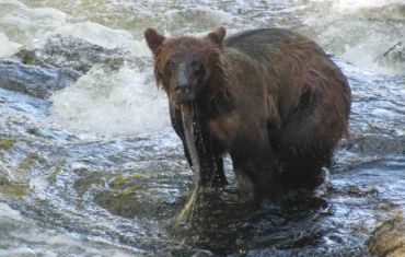 Grizzlies in Southeast Alaska